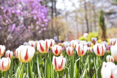 横浜花博2027の混雑予想と回避方法｜子ども連れにおすすめの時間帯