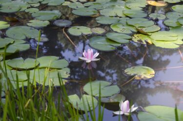 【2026年最新】横浜花博2027 アクセス完全ガイド｜電車・シャトルバス・車・駐車場を一覧で比較