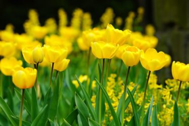 【横浜花博2027】子どもが夢中になるKids Village｜出展者・楽しみ方・子連れ攻略まとめ