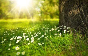 大屋根リングのその後は横浜花博へ！木材に会える4か所を比較｜KAJIMA TREE・シミズ 森のまちほか GREEN×EXPO 2027