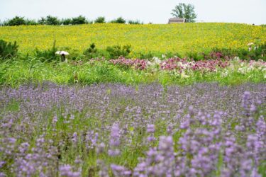 横浜花博の入口と夜を彩る横浜銀行のGREEN WALL・プロジェクションマッピングまとめ｜蜷川実花の映像と子連れの楽しみ方