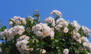 横浜花博「かながわ館」の見どころと場所｜子連れの回り方と、大屋根リングの木材を使った花壇