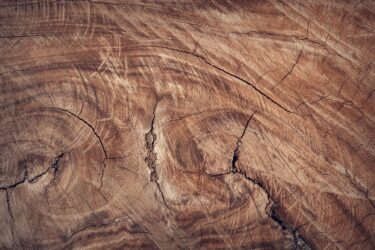 KAJIMA TREE（カジマツリー）とは？横浜花博で大屋根リングが高さ60mのタワーに｜見どころと子連れの楽しみ方